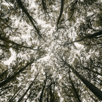 Android App Access File