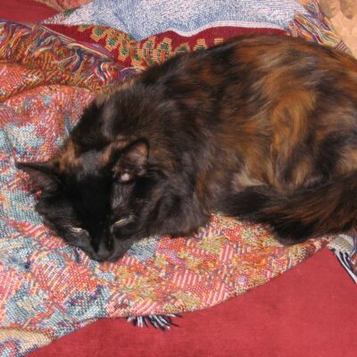 Quality 60 with a file size of 231 KB and an 82% savings