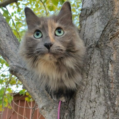 Quality 80: The final image was 68% smaller coming in at 805 KB.