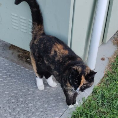 Quality 60: The final image was 81% smaller coming in at 239 KB.