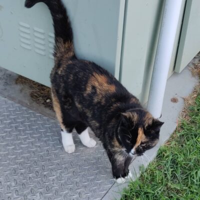 Quality 70: The final image was 77% smaller coming in at 289 KB.